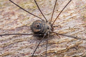 Close up shot of Harvestman or Leiobunum on tree bark, Daddy long legs wild life, Selective focus.