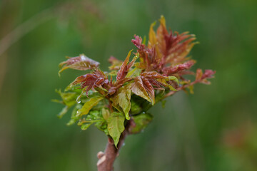 Naklejka premium Close-up of young fresh tree on Danubian wetland forest in early spring, Slovakia