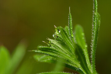 Close up wild plant with dew
