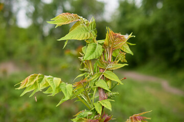 Close-up of young fresh tree on Danubian wetland forest in early spring, Slovakia