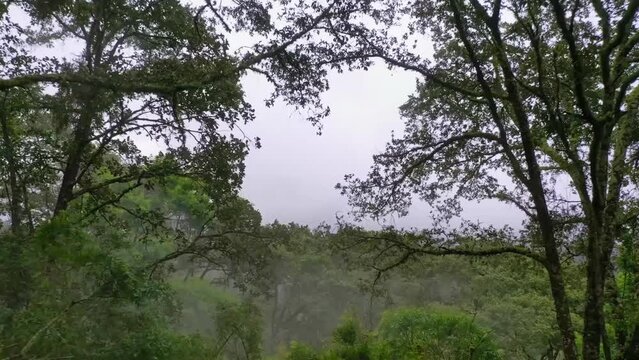 Vuelo de drone entre ramas de &aacute;rboles en un bosque de neblina.