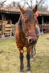 Close up of beautiful brown lonely horse stood in farmyard enclosure