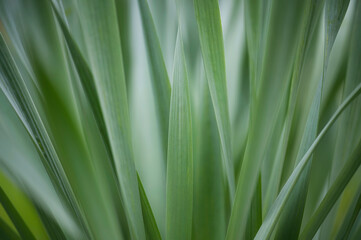 Vollbildaufnahme  von Grashalmen