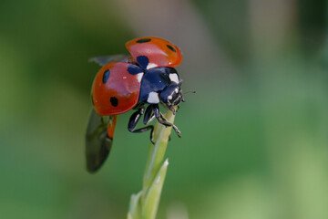 Fototapeta premium Seven-spot ladybird (Coccinella septempunctata) on a leaf