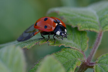 Seven-spot ladybird (Coccinella septempunctata) on a leaf