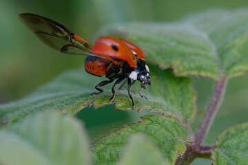 Seven-spot ladybird (Coccinella septempunctata) on a leaf