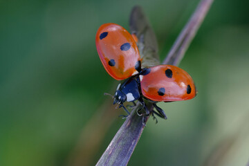 Seven-spot ladybird (Coccinella septempunctata) on a leaf