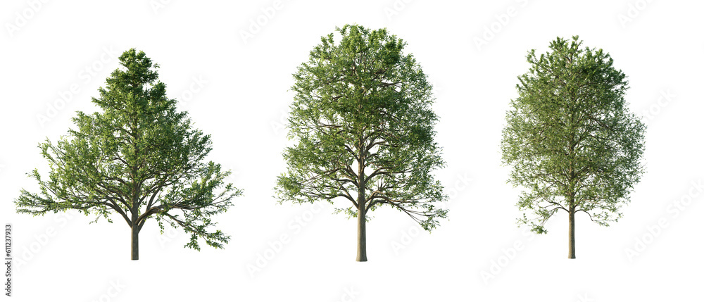 Wall mural isolated cutout tree alnus-glutinosa in 3 different model option, daylight, summer season, best use 