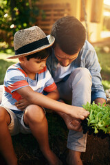 Father, child or learning to plant in garden for sustainability, agriculture or farming development...
