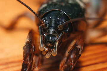 macro photo of a mole cricket