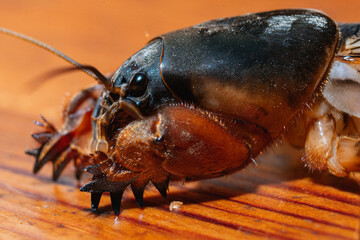 macro photo of a mole cricket