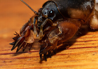 macro photo of a mole cricket