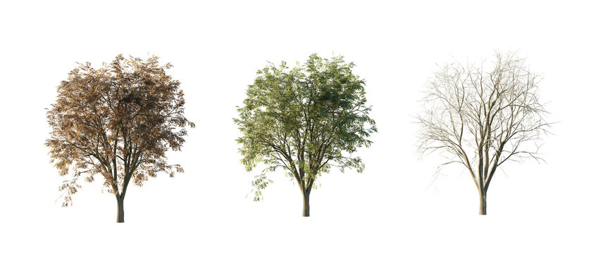 isolated cutout  tree Celtis Occidentalis in 3 different model option, daylight, summer season, best use for landscape design, and post pro render