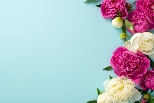 Spring peonies concept. Top view photo of pink and white peonies, buds and petals on isolated light blue background with copyspace