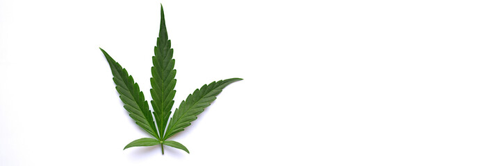 Green leaf of marijuana on white background isolated closeup. Applications of hemp plant in...