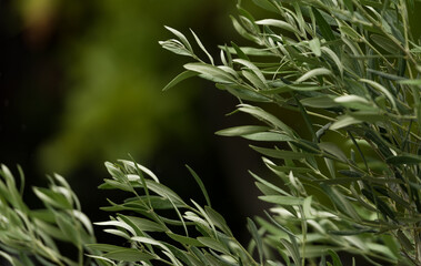 oil tree plants green wallpaper