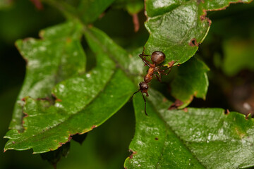 Close-up of Red wood ant in its natural environment, Danubian wetland, Slovakia