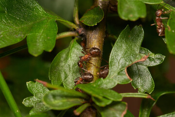 Close-up of Red wood ant in its natural environment, Danubian wetland, Slovakia
