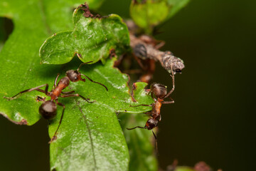 Close-up of Red wood ant in its natural environment, Danubian wetland, Slovakia