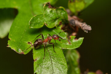 Close-up of Red wood ant in its natural environment, Danubian wetland, Slovakia
