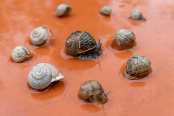 A group of snails moves across a wet orange surface
