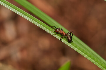 Close-up of Red wood ant in its natural environment, Danubian wetland, Slovakia