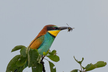 Real Bee-eater, Merops apiaster, sitting on the branch