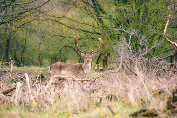 Red deer stag with antlers in spring, forest of Amsterdamse Waterleidingduinen in the Netherlands, wildlife in the woodland
