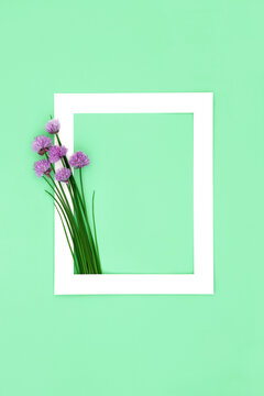 Chives herb edible flower blossom minimal background border frame. Natural, organic food seasoning, local homegrown harvest produce. Used in alternative herbal medicine. On green.