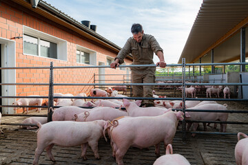 Aussenbewegungsbuchten eines Schweinestalles der Haltungsstufe 4, Landwirt schaut nach seinen...