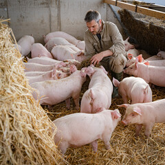 Landwirt hockt bei seinen Schweinen in einer Bewegungsbucht der Haltungsstufe 4, hier werden die...