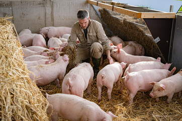 Landwirt hockt bei seinen Schweinen in einer Bewegungsbucht der Haltungsstufe 4, hier werden die Tiere mit Raufutter gefüttert.