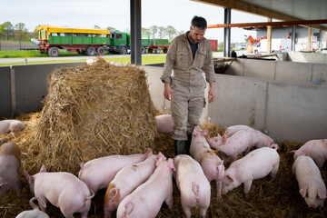 Landwirt schaut nach seinen Schweinen, die in einer großen Bucht  mit Stroh und Stroballen...