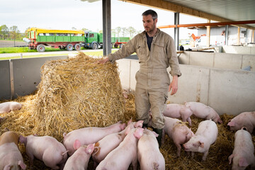 Landwirt schaut nach seinen Schweinen, die in einer großen Bucht  mit Stroh und Stroballen versorgt ist.