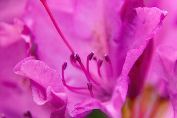 close up of pink flower