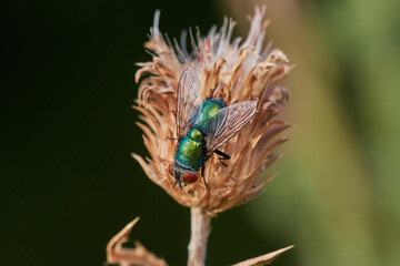 Close-up of green bottle fly,, Lucilia sericata,, sits on dry thistle, Danubian wetland, Slovakia