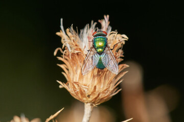 Close-up of green bottle fly,, Lucilia sericata,, sits on dry thistle, Danubian wetland, Slovakia