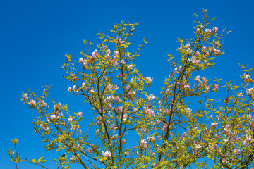 leaves on blue sky ,pink magnolia flowers