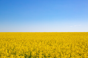 Obraz premium yellow rapeseed field