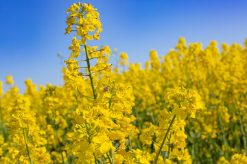 Obraz premium yellow rapeseed field