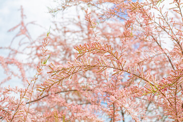 pink tree