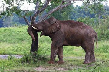 Fototapeta premium Elephant in habitat