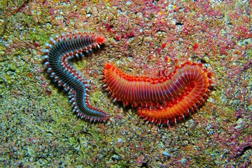 Obraz na płótnie Canvas Pair of poisonous red spiny fireworms ( family Amphinomidae) on the seabed. Scuba diving in the ocean, macro photography. Marine life, travel picture. Wild sea animal detail.