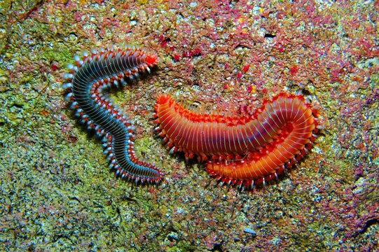 Pair of poisonous red spiny fireworms ( family Amphinomidae) on the seabed. Scuba diving in the ocean, macro photography. Marine life, travel picture. Wild sea animal detail.