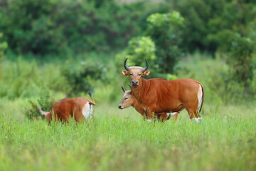 Fototapeta premium Banteng in green forest