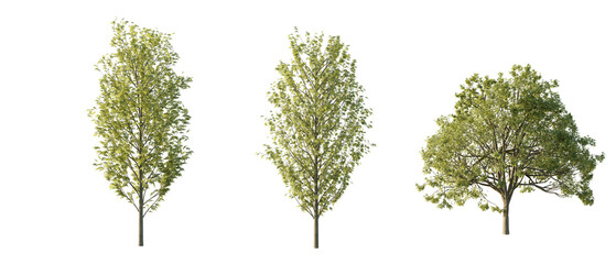 isolated cutout  tree Fraxinus Excelsior in 3 different model option, daylight, summer season, best use for landscape design, and post pro render