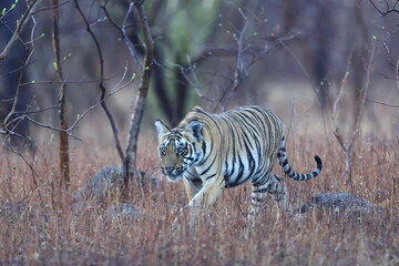 Fototapeta premium Tiger in jungle