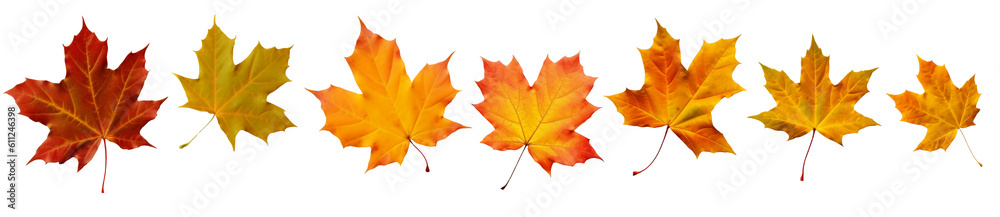 Wall mural collection of autumn leaves isolated on transparent or white background, png