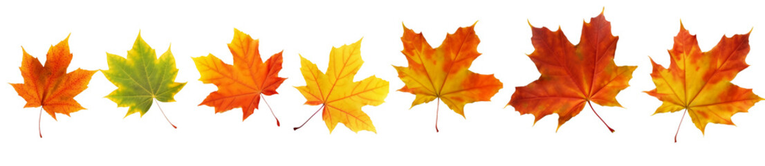 Naklejka na ściany i meble Collection of autumn leaves isolated on transparent or white background, png