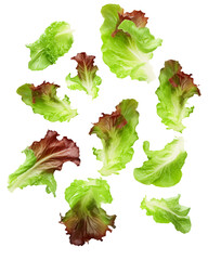 Falling lettuce salad leaves isolated on transparent or white background, png - obrazy, fototapety, plakaty
